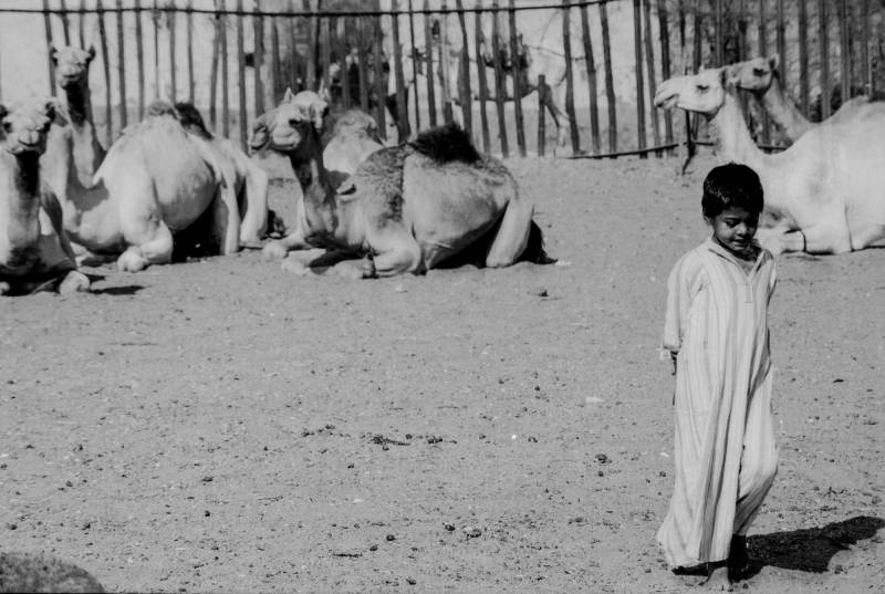 1994, Kamelmarkt Darau (Daraw) beim Städtchen Kom Ombo südlich von Assuan.