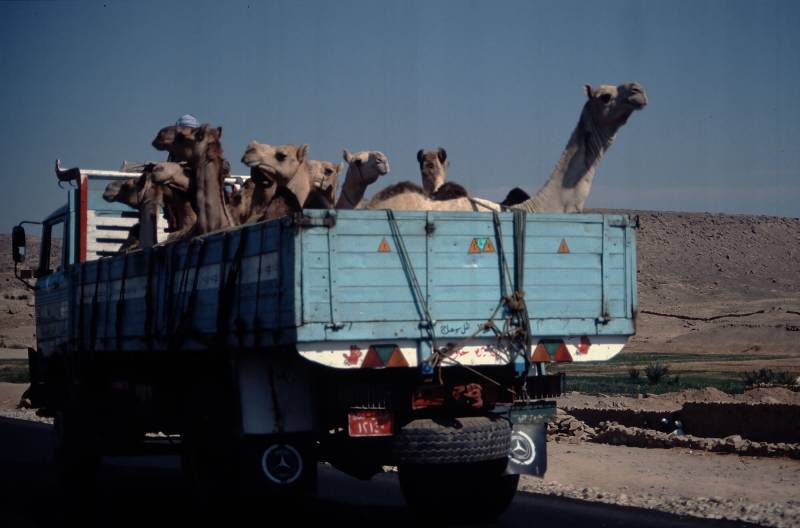 1994, Kameltransport auf dem Weg zum Markt.
