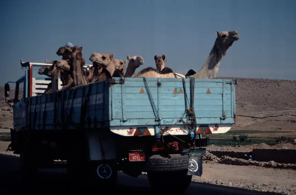 1994, Kameltransport auf dem Weg zum Markt.