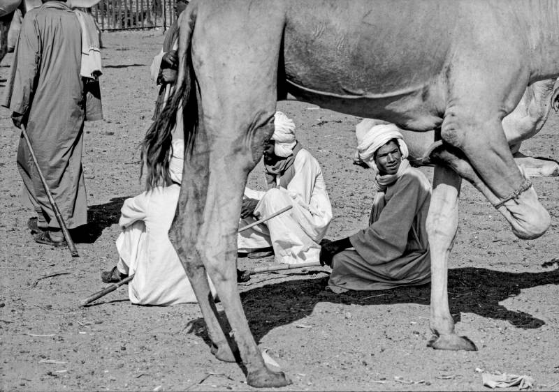 1994, Kamelhändler unter sich. Damit die Kamele nicht weglaufen, werden ihnen an einem Bein Ober- und Unterschenkel zusammengebunden.