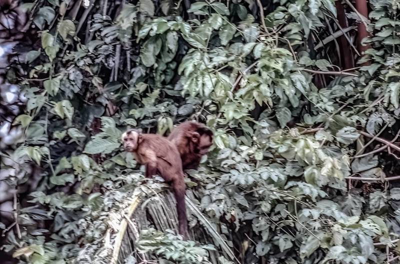 2001, Pantanal, Kapuziner-Affen. Eine Vielzahl von Tieren und Pflanzenarten ist ausschliesslich in dem Feuchtgebiet zwischen Bolivien, Paraguay und Brasilien beheimatet.