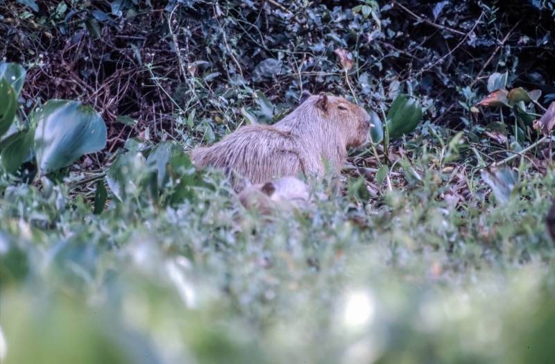 2001, Pantanal, Capybara. Eines der artenreichsten Biotope der Welt.