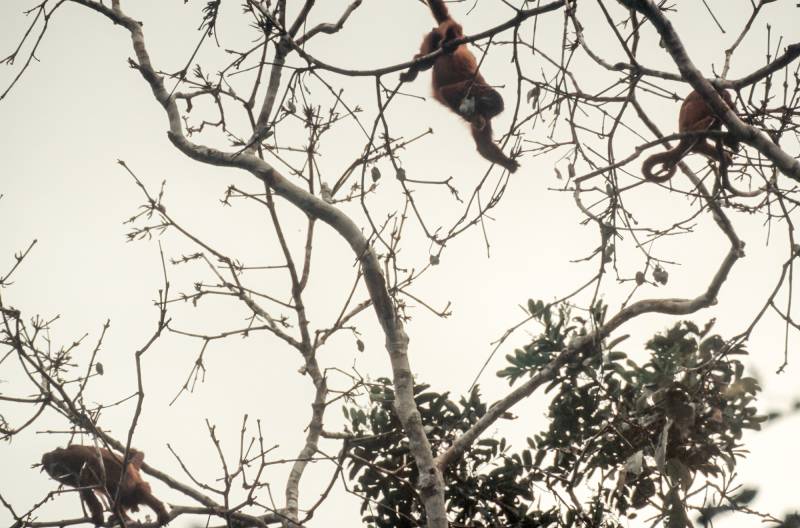 2001, Pantanal, Affenkolonie. Eine Ansammlung von Flüssen, Auen und Sümpfen.