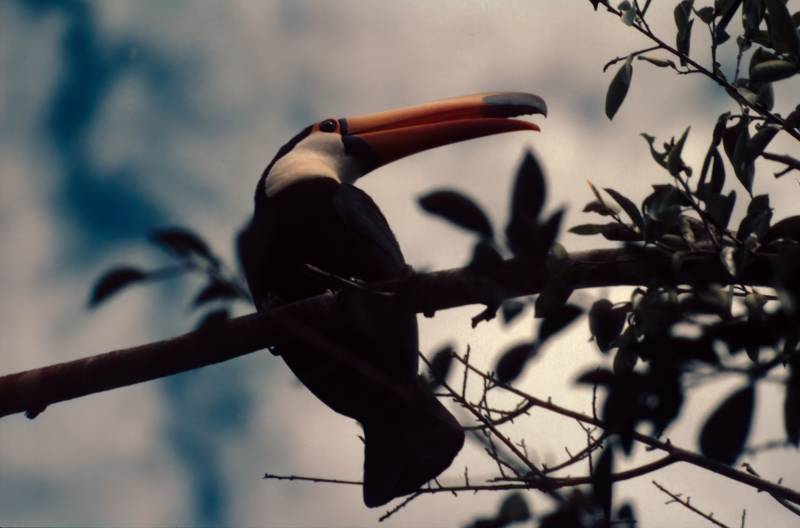 2001, Das Pantanal ist das grösste Binnenland-Feuchtgebiet der Erde. Seit 2000  UNESCO Welt-Biosphärenreservat.