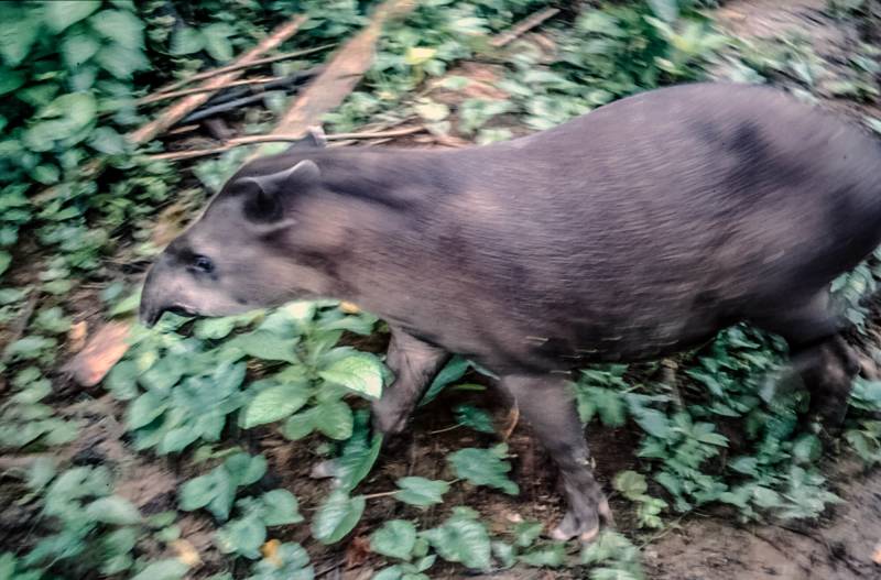 2001, Pantanal, Das Sumpfgebiet ist fast halb so gross wie Deutschland und befindet sich grösstenteils in Brasilien. Tapir auf Futtersuche.