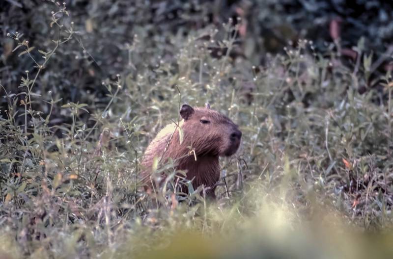 2001, Pantanal, Capybara. Das Pantanal – das grösste Feuchtgebiet der Erde.