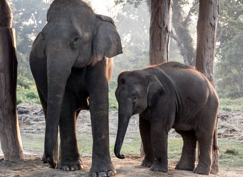 2024, Nepal, Chitwan-Nationalpark, Elefantenmutter mit Nachwuchs.