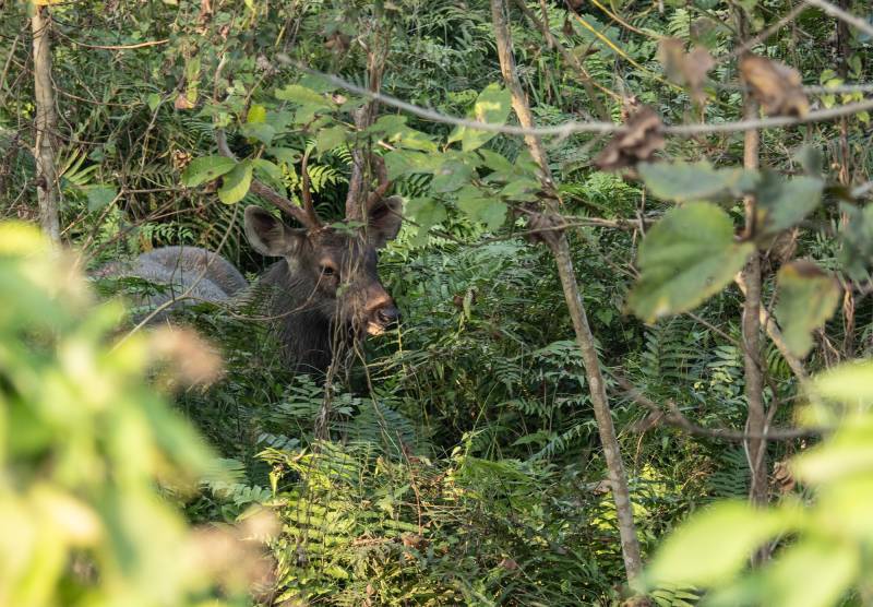 2024, Nepal, Chitwan-Nationalpark, Sambar-Hirsch