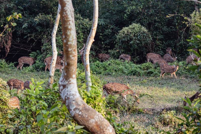 2024, Nepal, Chitwan-Nationalpark, Axishirsche/Chitals.