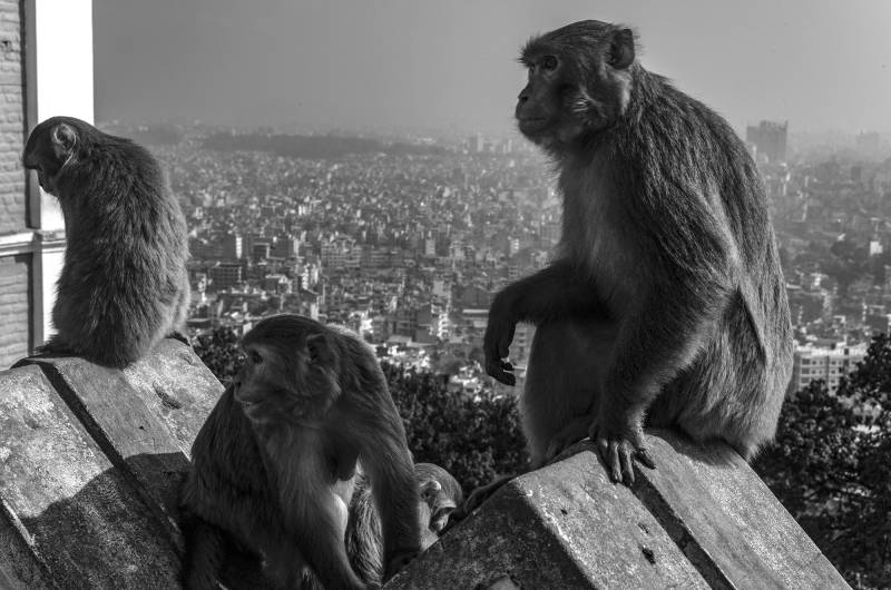 2024. Nepal. Sicht auf Kathmandu, Swayambhunath Stupa, Makaken-Kolonie. Affen sind im Hinduismus heilige Tiere.