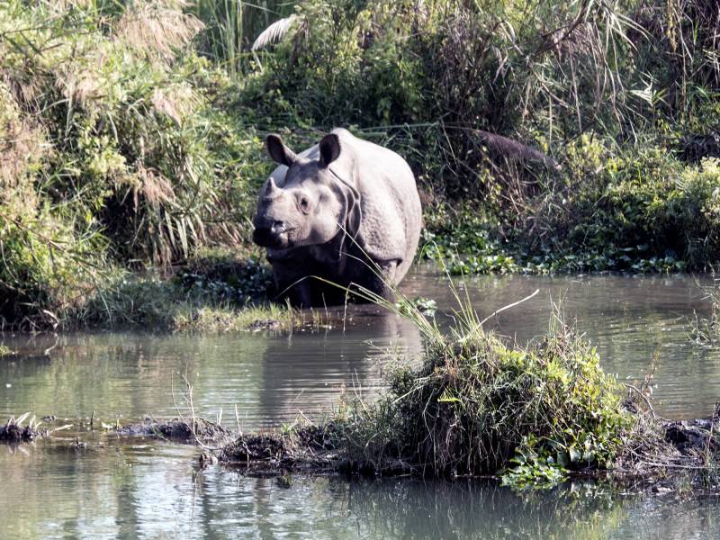 2024, Nepal, Chitwan-Nationalpark, Panzernashorn (Rhinoceros unicornis).