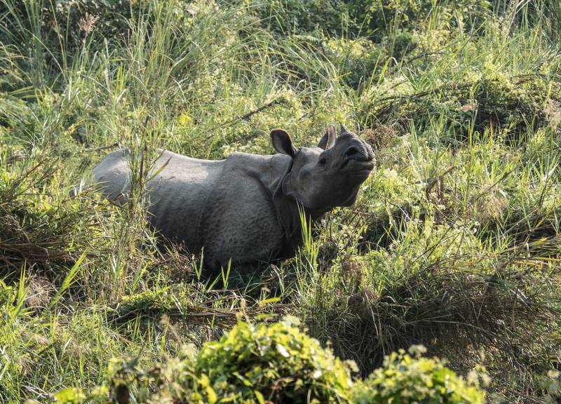 2024, Nepal, Chitwan-Nationalpark, Panzernashorn (Rhinoceros unicornis).