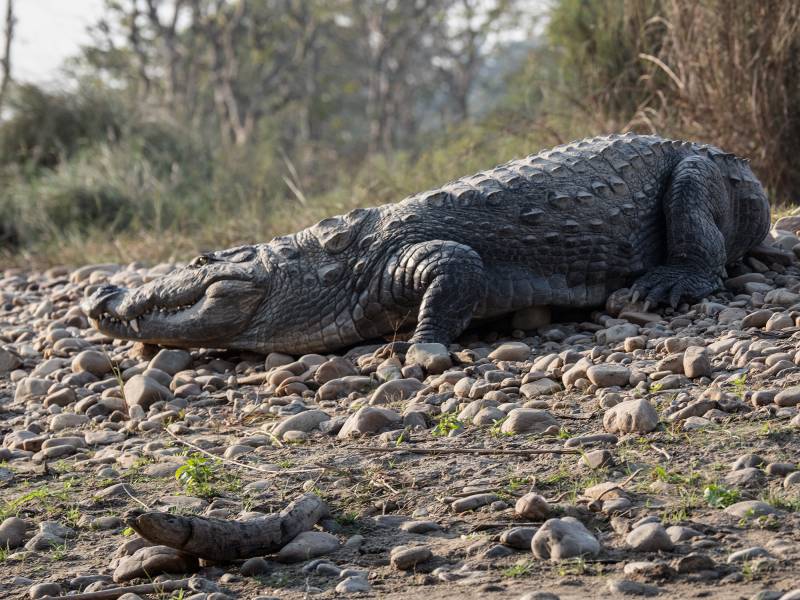 2024, Nepal, Chitwan-Nationalpark, Sumpfkrokodil.