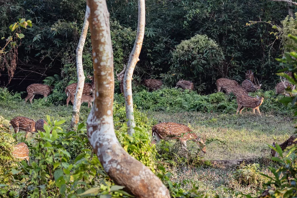 2024, Nepal, Chitwan-Nationalpark, Axishirsche/Chitals.