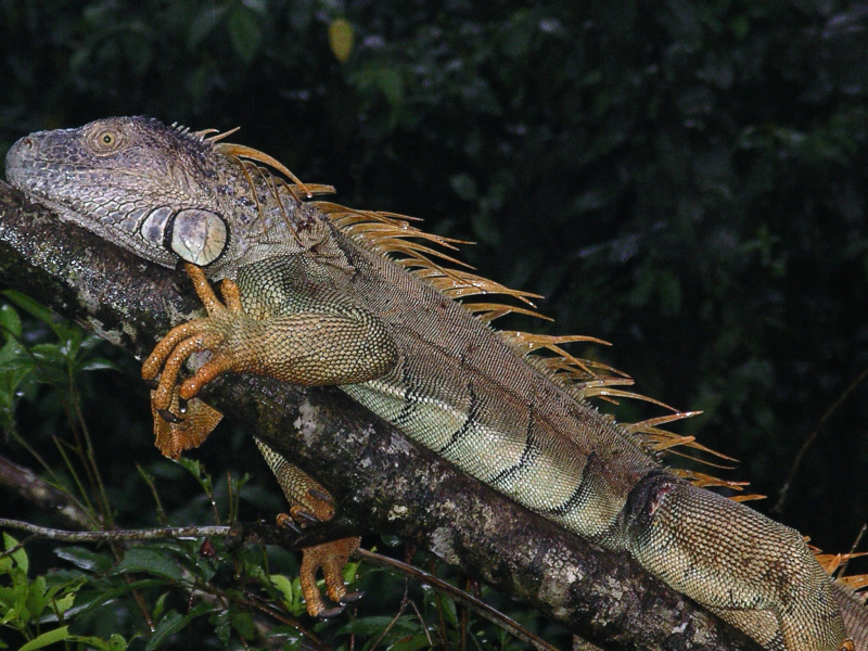 Grüner Leguan, Die erwachsenen Tiere halten sich gerne oben in den Wipfeln auf, wo sich in Ruhe sonnen können.