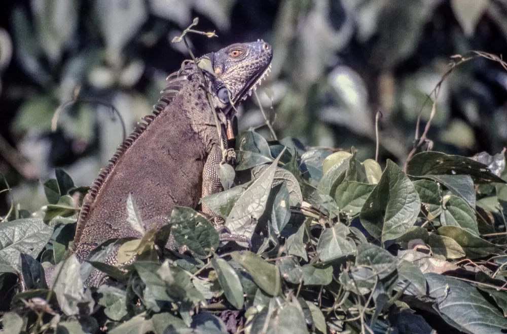Leguan im Palo Verde Nationalpark.