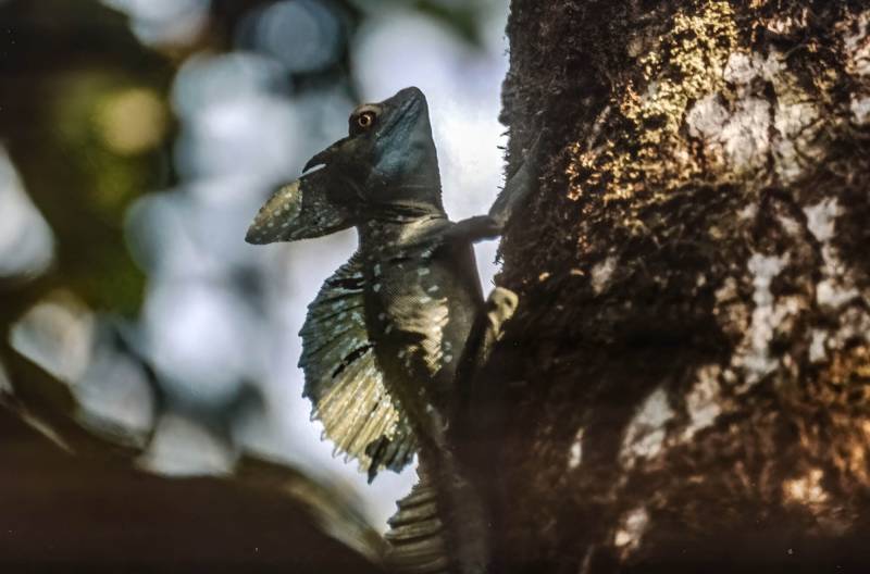 Echse – basiliscus vittatus – im Tortuguero Nationalpark.