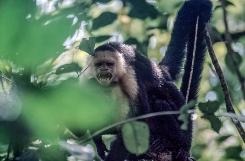 Weissschulterkapuziner (Cebus capucinus) sind kleine Primaten aus der Neotropis Mittelamerikas.