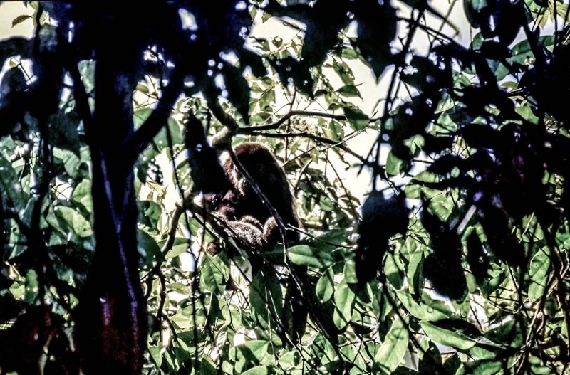 Die vier in endemische Affenarten sind in Costa Rica beheimatet: Totenkopfäffchen, Kapuzineräffchen, Brüllaffen (Foto oben) und Klammeraffen.
