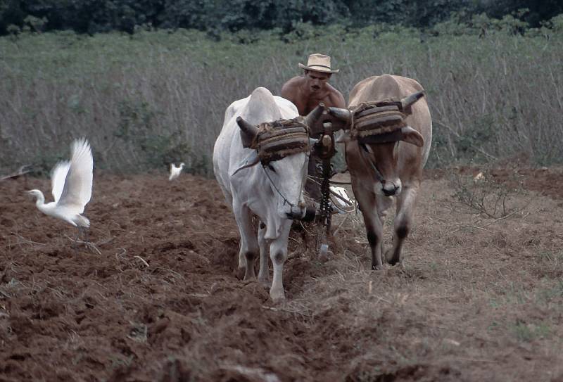 1999, Campesino in Viñales.