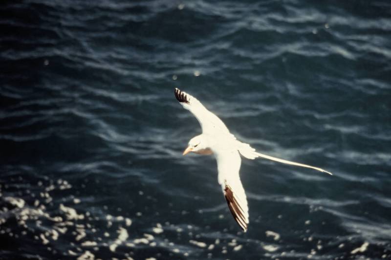 1986, die Galápagosinseln sind ein wahres Vogelparadies.