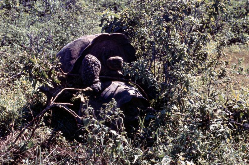 Galapagos, Paarungakt der Riesenschildkröten.