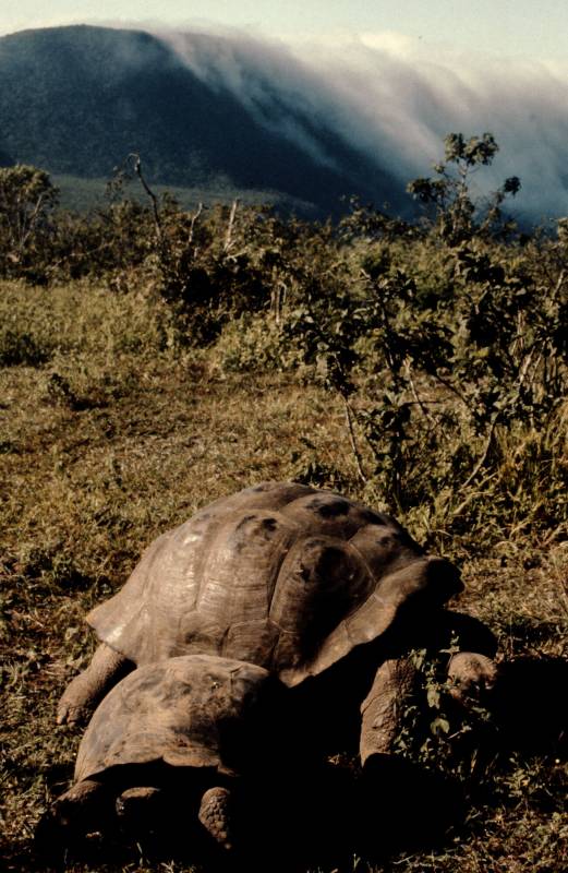 1986, Galapagos, Riesenschildkröten vor dem Alcedo-Krater.