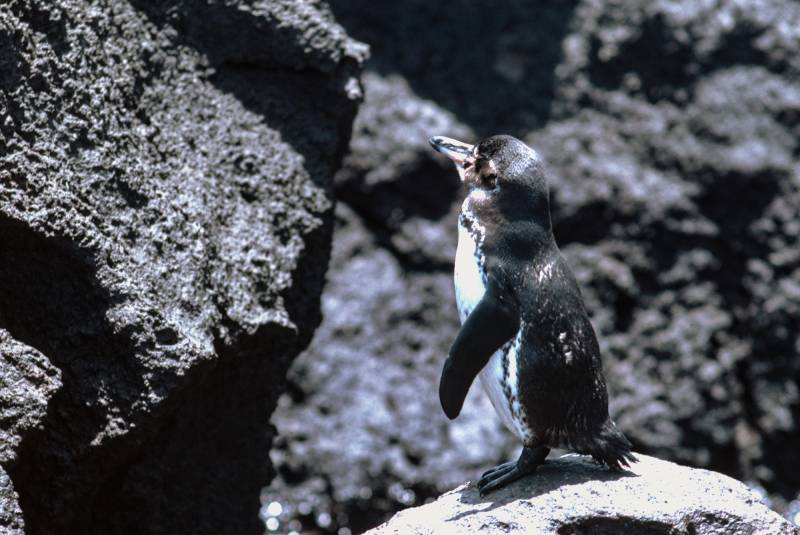 Galápagos-Pinguine, die Kleinsten weltweit.
