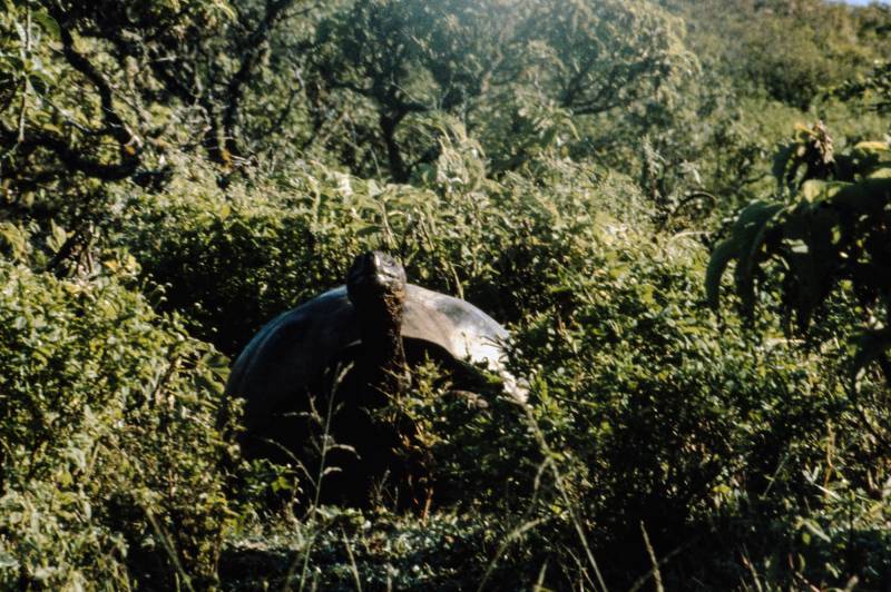 Alcedo, Galápagos-Schildkröte.