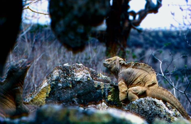 Galapagos, Drusenköpfe in in Abwehrstellung.