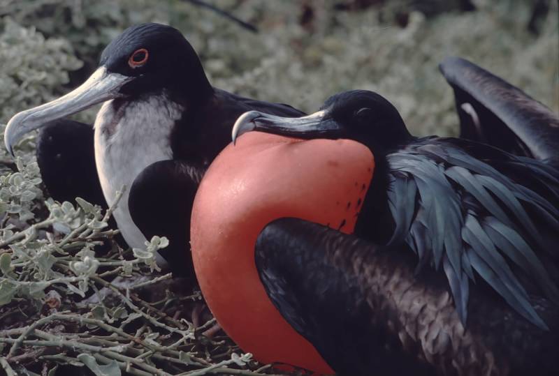 1986, Galapagos, männlicher Fregattvogel mit aufgeblasenem Kehlsack.