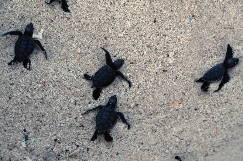 1986, Galapagos, frisch geschlüpfte Meeresschildkröten.