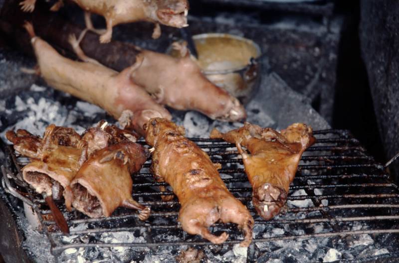 1983, Cuy oder Riesenmeerschweinchen gelten als Delikatesse.