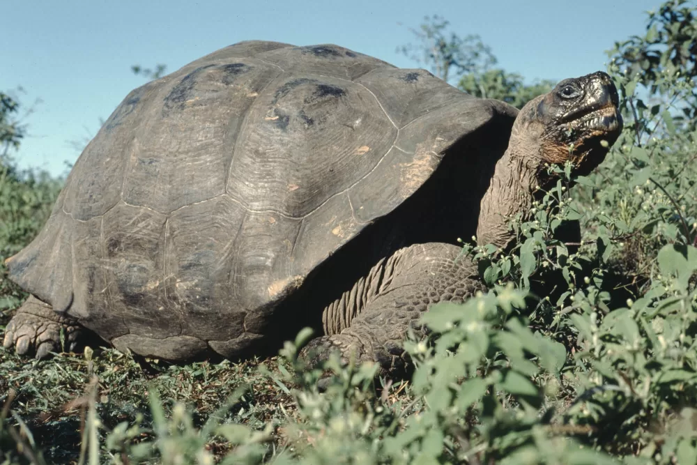 1986, Galapagos, Riesenschildkröte auf der Insel Isabela.