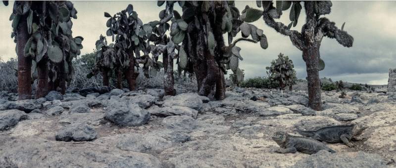 1986, Galapagos, Drusenköpfe leben auf der Fernandina und Santa Cruz.