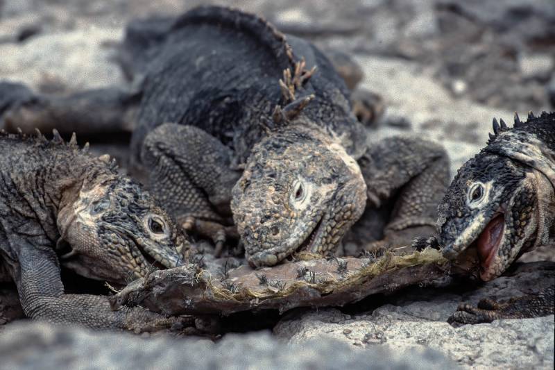 1986, Galapagos, Drusenköpfe oder Galápagos-Landleguane.