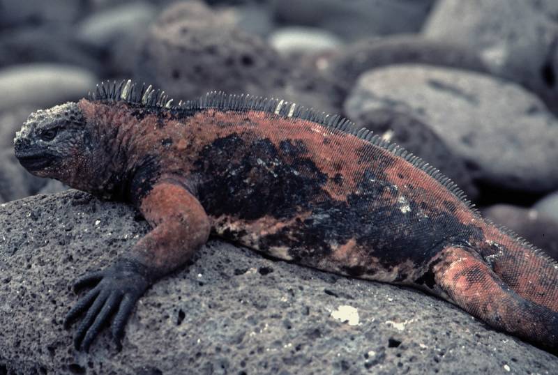 1986, Galapagos, Meerechsen eine endemisch auf Galápagos lebende Leguanart.