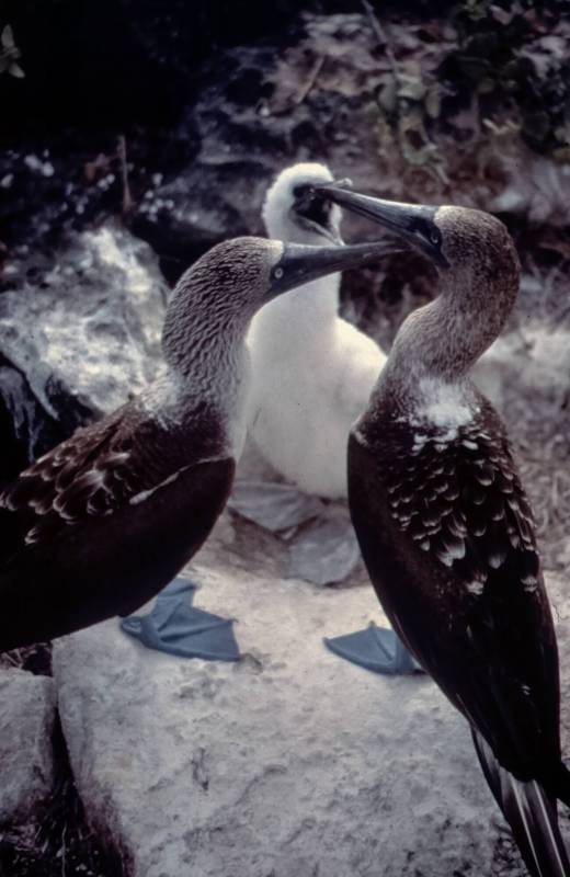 1986, Galapagos, Blaufusstölpel sind gewandte Flieger und Taucher.