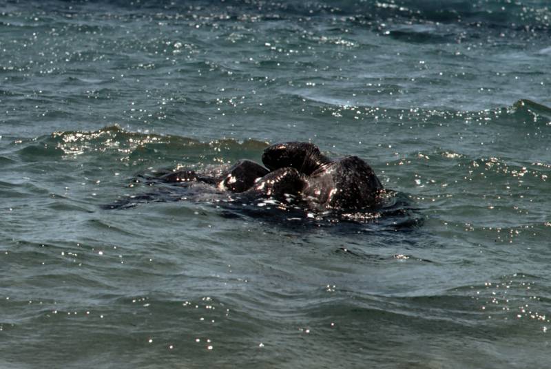 Galapagos, Paarungsakt von Meeres-Schildkröten.