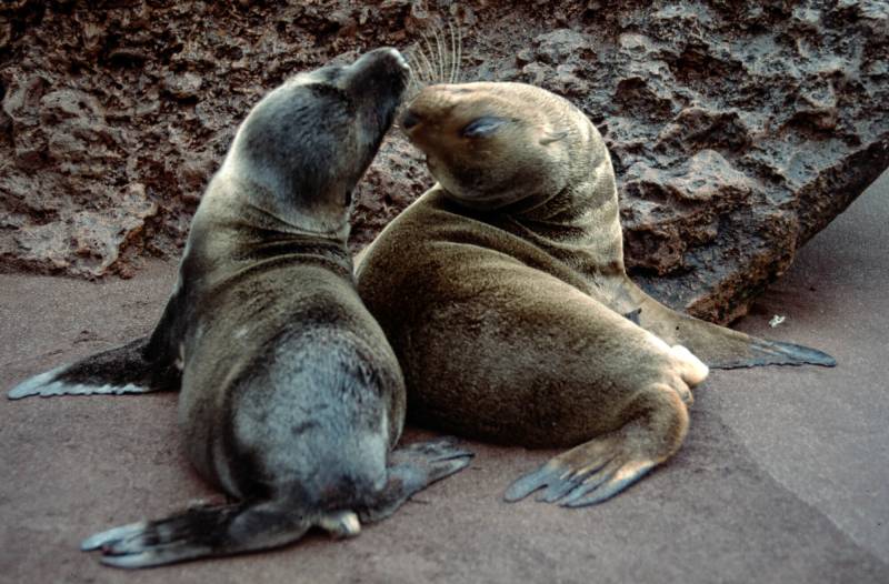 1986, Galápagos-Seelöwen im Marine-Nationalpark des Archipels.