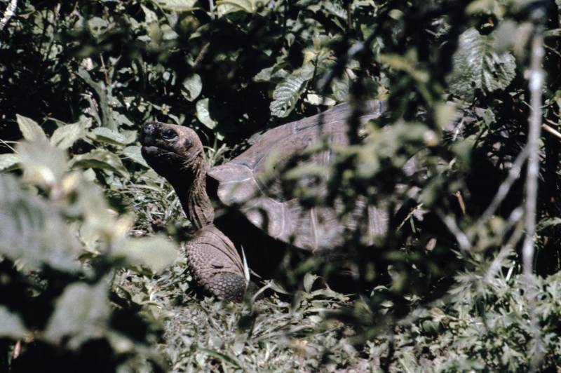 Alecedo, Galápagos-Schildkröte.