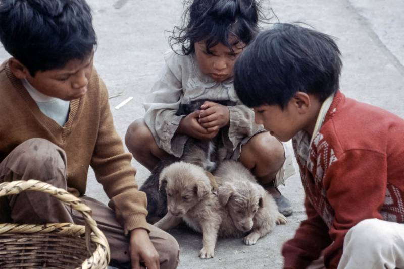 1986, spielende Kinder mit Welpen in der Hauptstadt Quito.