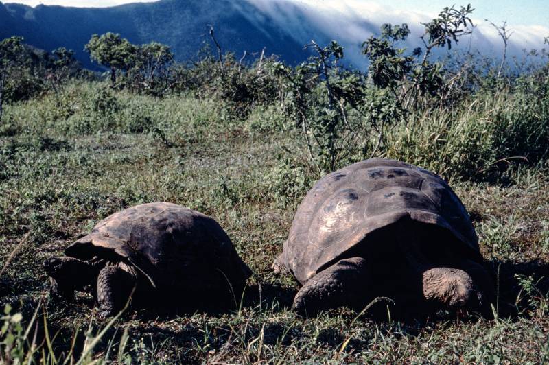 Galapagos, Schildkröten vor Alcedo-Krater.
