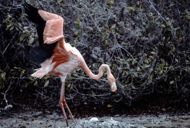 1986, Galápagos-Flamingos tragen ein rosafarbenes Federkleid.