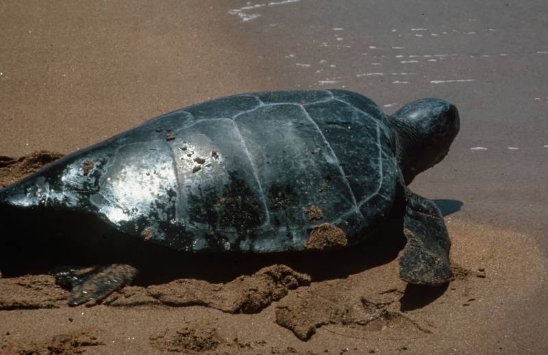 Galapagos, Meeres-Schildkröte kehrt nach Ei-Ablage zurück ins Meer.