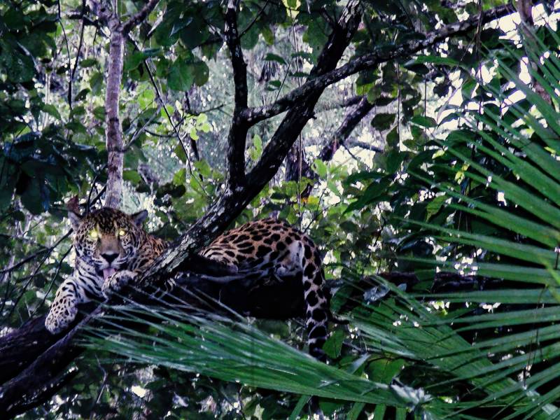 1989, Guatemala, Jaguar im Naturpark «Reserva de la Biósfera Montes».