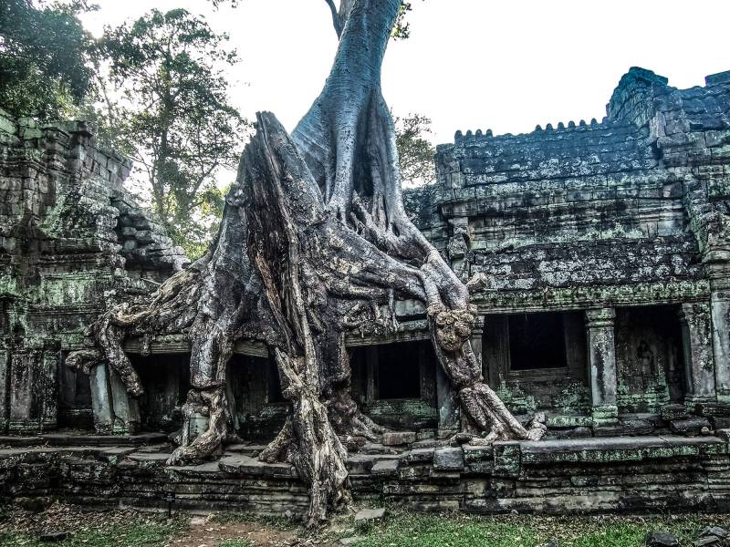 Preah Khan - Ein Tempel inmitten von Bäumen und üppiger Vegetation.