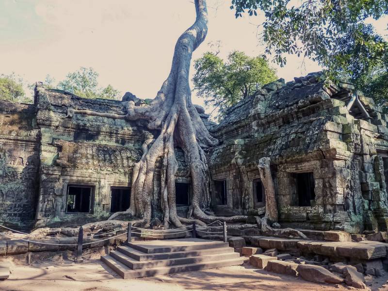 Ta Prohm Khmer-Tempel im Dschungelwald.