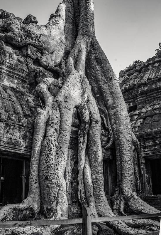 Ta Prohm Khmer-Tempel überwachsen mit von Würgefeigenbaum.