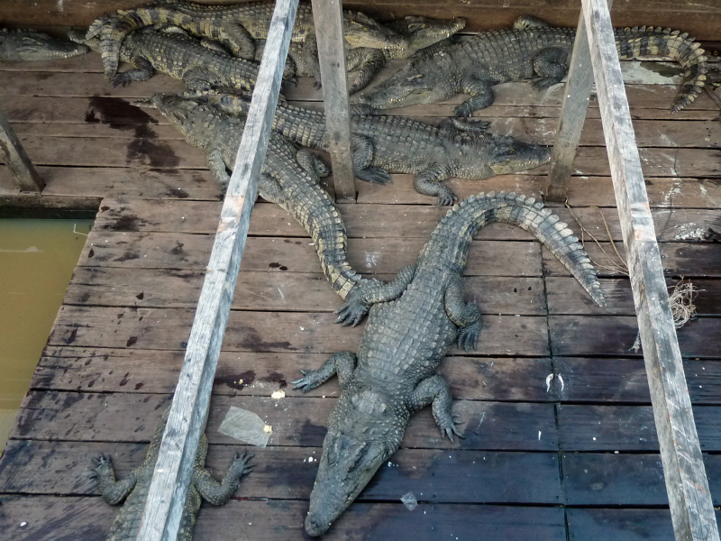 Krokodilfarm in Kampong Chhnang.